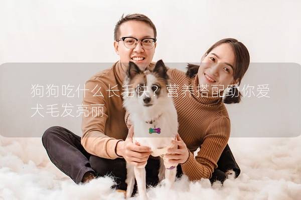 狗狗吃什么长毛快？营养搭配助你爱犬毛发亮丽