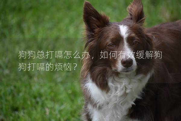 狗狗总打嗝怎么办，如何有效缓解狗狗打嗝的烦恼？