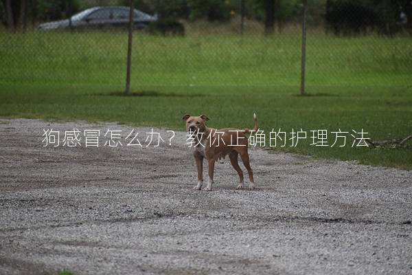 狗感冒怎么办？教你正确的护理方法