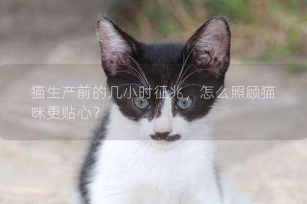 猫生产前的几小时征兆，怎么照顾猫咪更贴心？