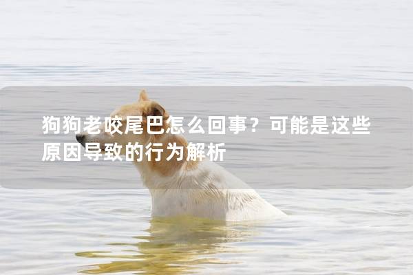 狗狗老咬尾巴怎么回事？可能是这些原因导致的行为解析