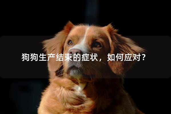 狗狗生产结束的症状，如何应对？