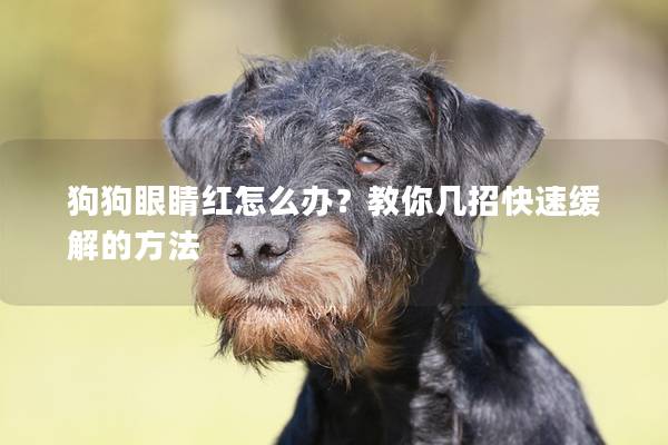 狗狗眼睛红怎么办？教你几招快速缓解的方法