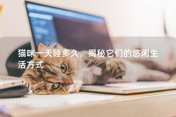 猫咪一天睡多久，揭秘它们的悠闲生活方式