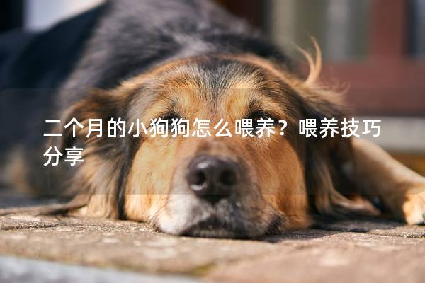 二个月的小狗狗怎么喂养？喂养技巧分享