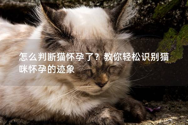 怎么判断猫怀孕了？教你轻松识别猫咪怀孕的迹象