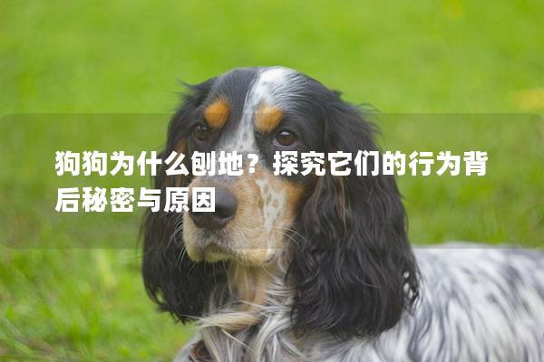 狗狗为什么刨地？探究它们的行为背后秘密与原因