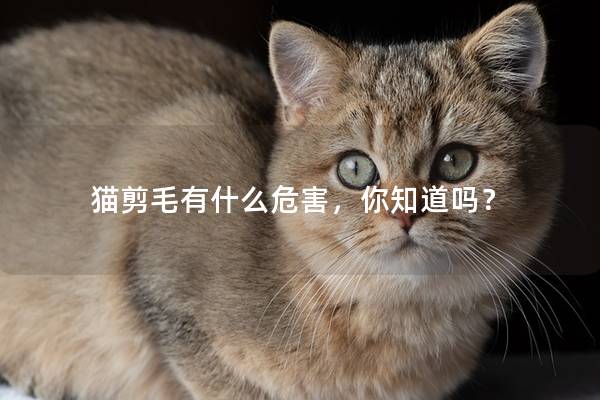 猫剪毛有什么危害，你知道吗？