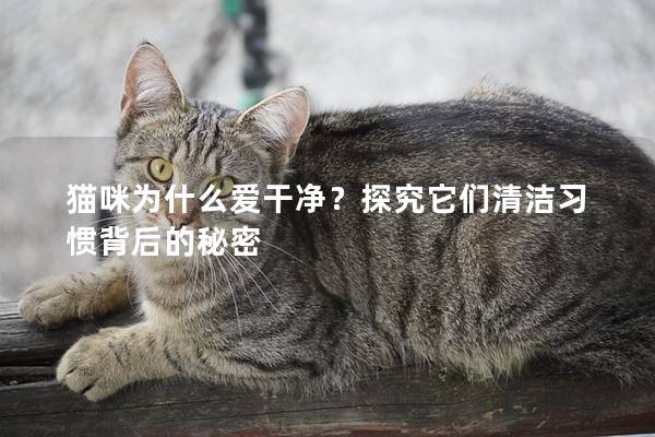 猫咪为什么爱干净？探究它们清洁习惯背后的秘密