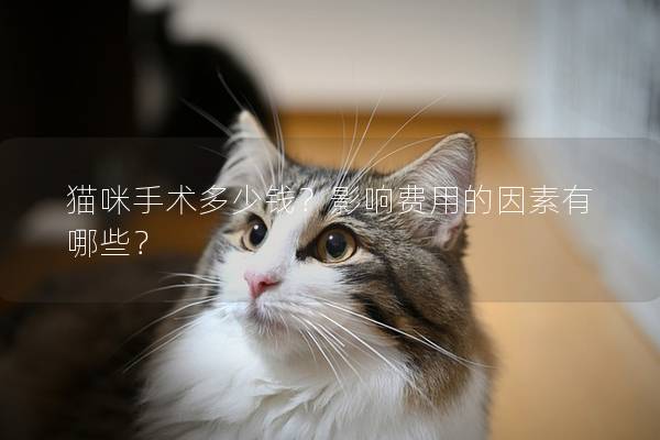 猫咪手术多少钱？影响费用的因素有哪些？