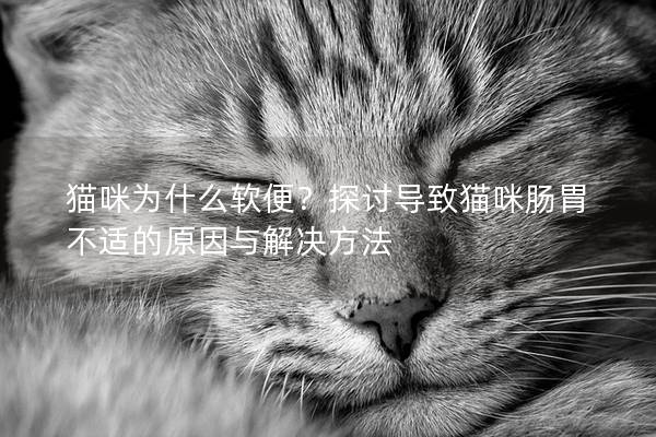 猫咪为什么软便？探讨导致猫咪肠胃不适的原因与解决方法