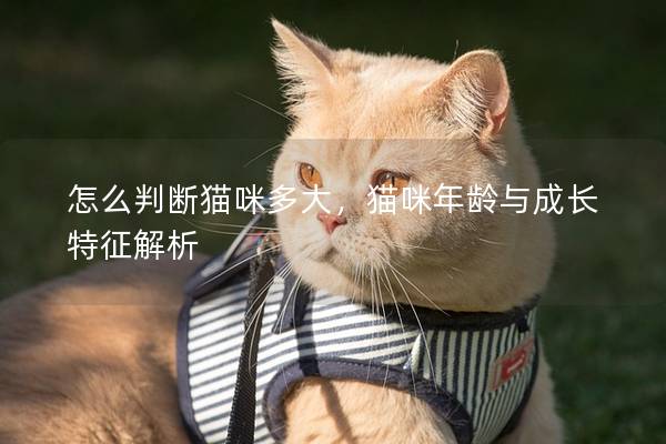 怎么判断猫咪多大，猫咪年龄与成长特征解析