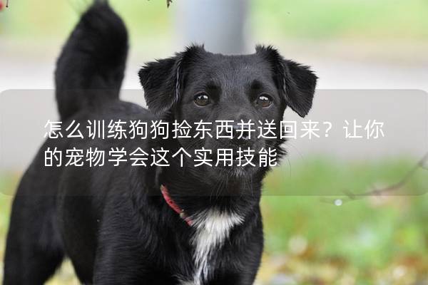 怎么训练狗狗捡东西并送回来？让你的宠物学会这个实用技能