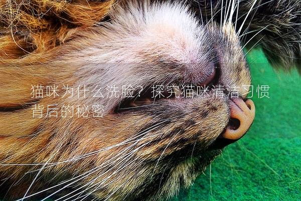 猫咪为什么洗脸？探究猫咪清洁习惯背后的秘密