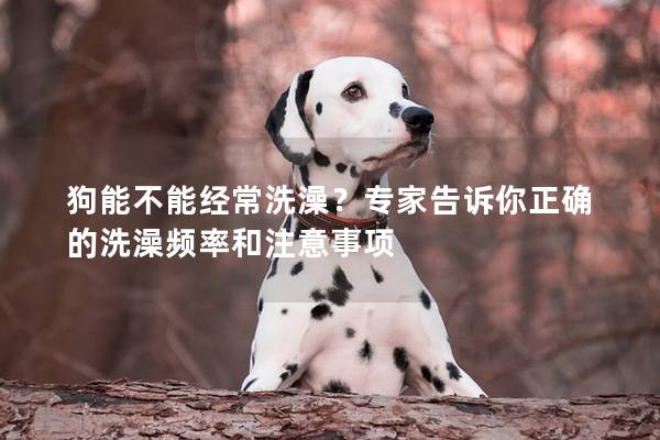 狗能不能经常洗澡？专家告诉你正确的洗澡频率和注意事项