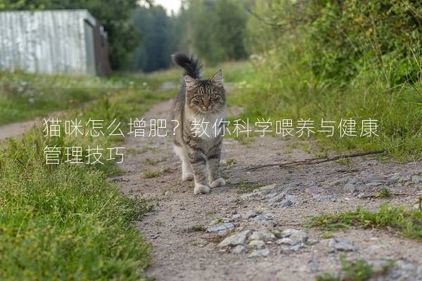 猫咪怎么增肥？教你科学喂养与健康管理技巧