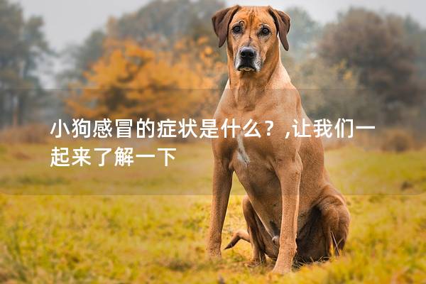 小狗感冒的症状是什么？,让我们一起来了解一下