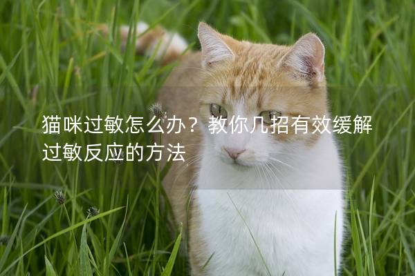 猫咪过敏怎么办？教你几招有效缓解过敏反应的方法