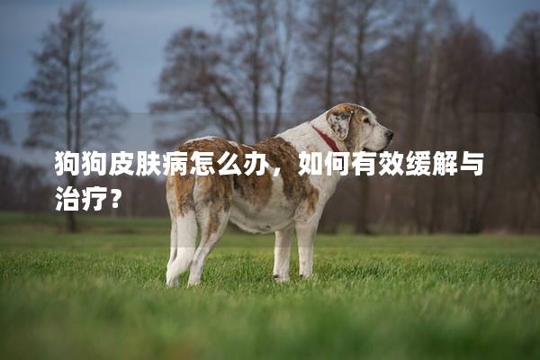 狗狗皮肤病怎么办，如何有效缓解与治疗？