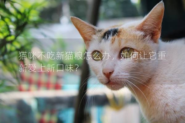 猫咪不吃新猫粮怎么办，如何让它重新爱上新口味？