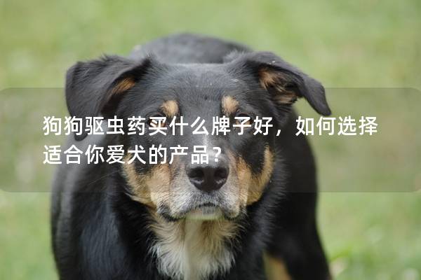 狗狗驱虫药买什么牌子好，如何选择适合你爱犬的产品？