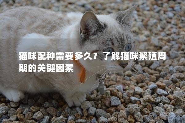 猫咪配种需要多久？了解猫咪繁殖周期的关键因素