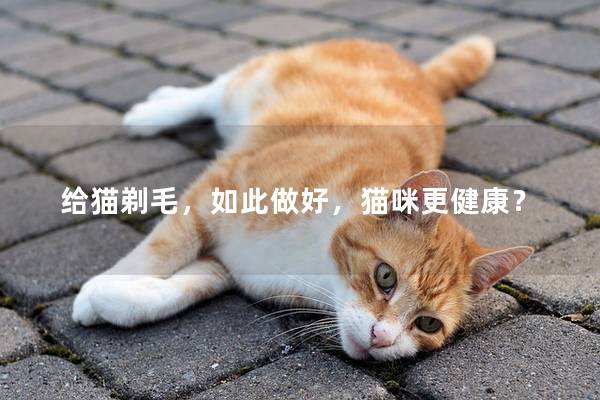 给猫剃毛，如此做好，猫咪更健康？