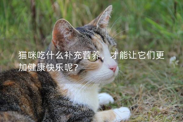 猫咪吃什么补充营养，才能让它们更加健康快乐呢？