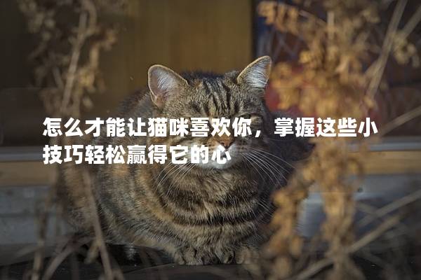 怎么才能让猫咪喜欢你，掌握这些小技巧轻松赢得它的心