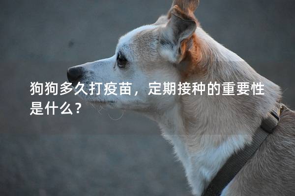 狗狗多久打疫苗，定期接种的重要性是什么？