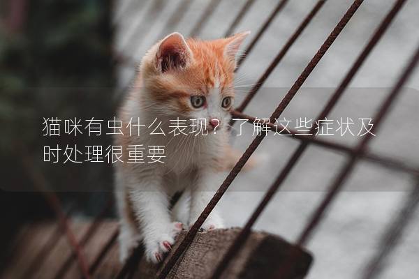 猫咪有虫什么表现？了解这些症状及时处理很重要