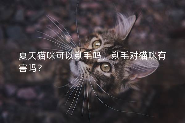 夏天猫咪可以剃毛吗，剃毛对猫咪有害吗？