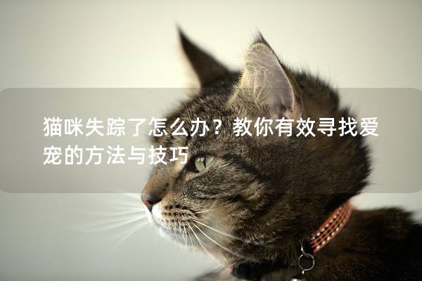 猫咪失踪了怎么办？教你有效寻找爱宠的方法与技巧