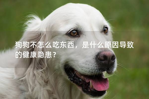 狗狗不怎么吃东西，是什么原因导致的健康隐患？