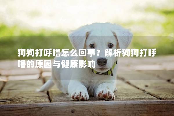 狗狗打呼噜怎么回事？解析狗狗打呼噜的原因与健康影响