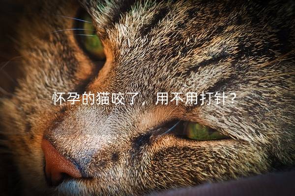 怀孕的猫咬了，用不用打针？