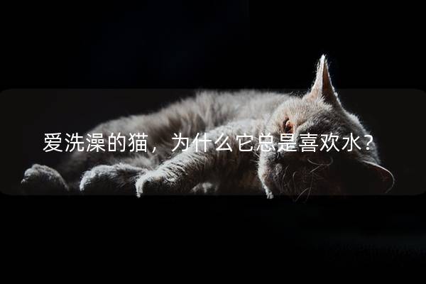 爱洗澡的猫，为什么它总是喜欢水？