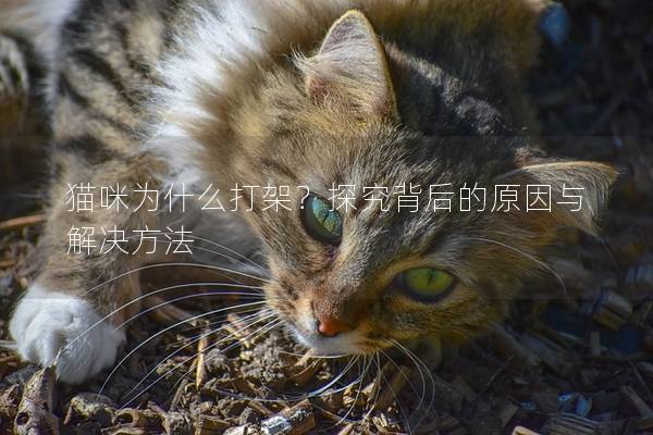 猫咪为什么打架？探究背后的原因与解决方法