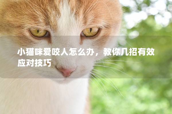 小猫咪爱咬人怎么办，教你几招有效应对技巧