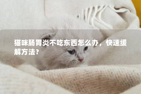 猫咪肠胃炎不吃东西怎么办，快速缓解方法？