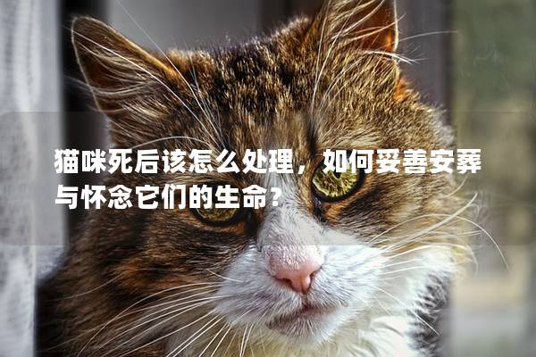 猫咪死后该怎么处理，如何妥善安葬与怀念它们的生命？