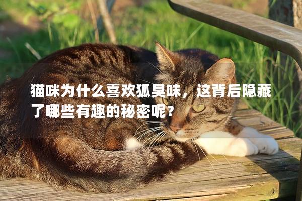 猫咪为什么喜欢狐臭味，这背后隐藏了哪些有趣的秘密呢？