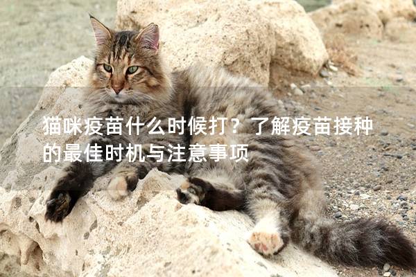 猫咪疫苗什么时候打？了解疫苗接种的最佳时机与注意事项