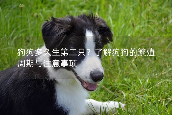 狗狗多久生第二只？了解狗狗的繁殖周期与注意事项