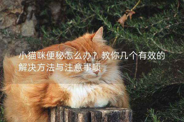 小猫咪便秘怎么办？教你几个有效的解决方法与注意事项