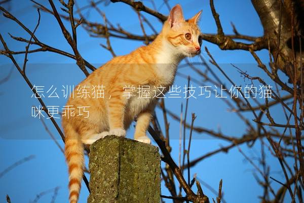 怎么训练猫，掌握这些技巧让你的猫咪更乖巧