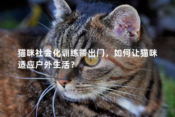 猫咪社会化训练带出门，如何让猫咪适应户外生活？