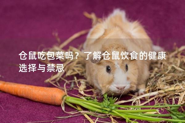 仓鼠吃包菜吗?了解仓鼠饮食的健康选择与禁忌 仓鼠吃包菜吗?了解仓鼠饮食的健康选择与禁忌