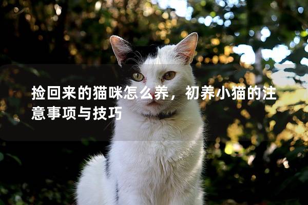 捡回来的猫咪怎么养，初养小猫的注意事项与技巧