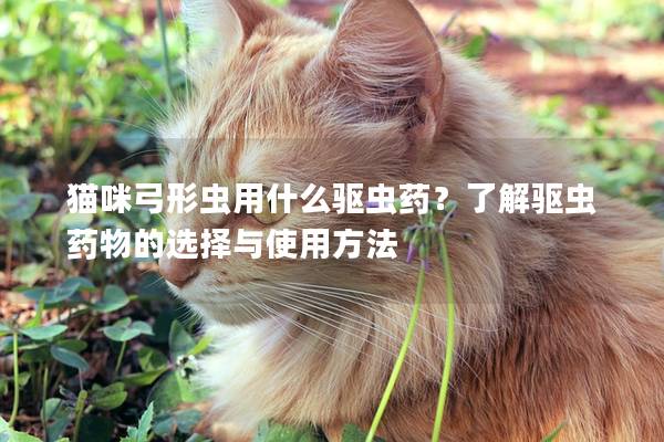 猫咪弓形虫用什么驱虫药？了解驱虫药物的选择与使用方法